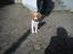 Blanding af racer Balto