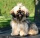 Shih tzu Smilla