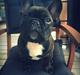 Fransk bulldog Balder