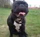 Fransk bulldog Carlos