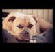 Amerikansk staffordshire terrier ~¤ DJANGO ¤~