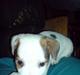 Jack russell terrier Kiwie