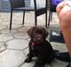 Labrador retriever Thilde