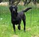 Labrador retriever Faye