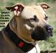 Amerikansk staffordshire terrier *UniQue* <3 Himmelhund <3