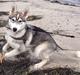 Siberian husky Zika