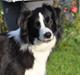 Border collie Kian Star Jewel Of Bright Phantom (baby)