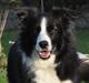 Border collie Kian Star Bright Jessie