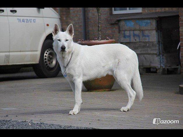 Hvid schæfer Django billede 16