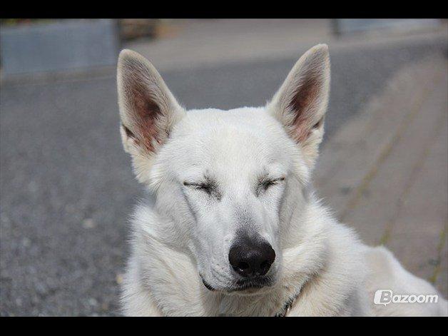 Hvid schæfer Django billede 17