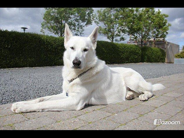 Hvid schæfer Django billede 18