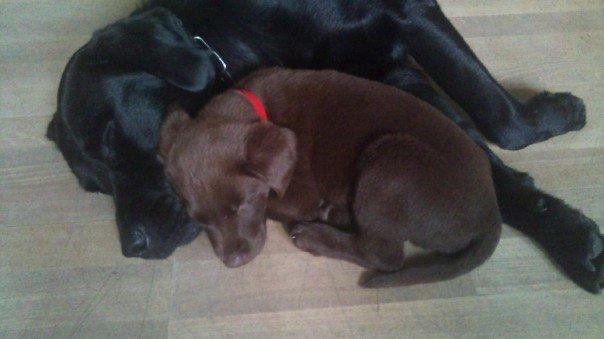 Labrador retriever William Jensen - Så lille og smuk <3 billede 18