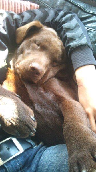 Labrador retriever William Jensen - Sover oppe hos mor <3 billede 17