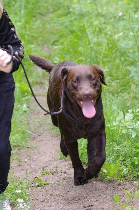 Labrador retriever William Jensen - Stort smil :D billede 5