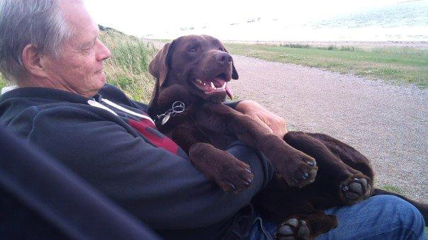 Labrador retriever William Jensen - selvom man er voksen, bliver man aldrig for stor til at sidde oppe ved far :) billede 3