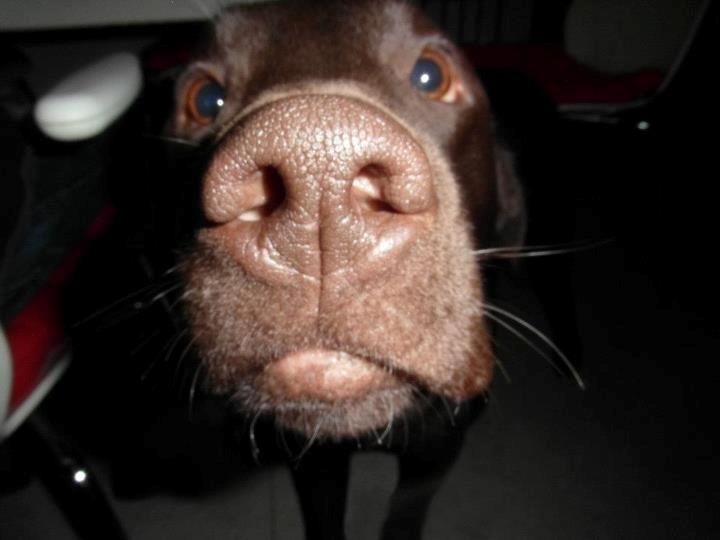 Labrador retriever William Jensen - Nær billede billede 16