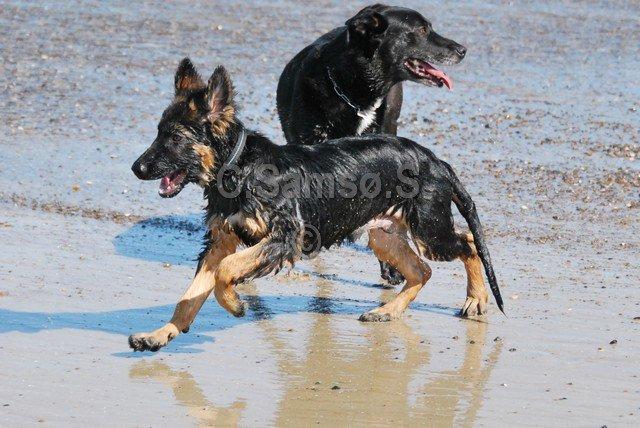 Schæferhund Kato billede 17