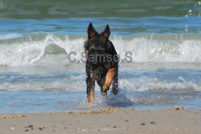 Schæferhund Kato billede 18