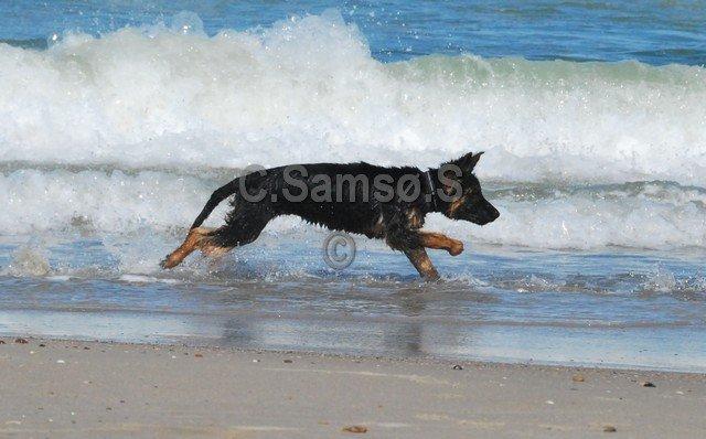 Schæferhund Kato billede 19