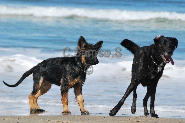 Schæferhund Kato billede 20