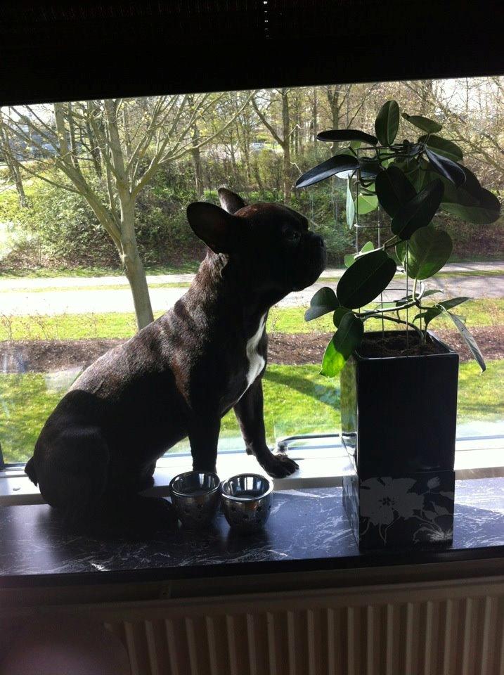 Fransk bulldog Tico billede 5