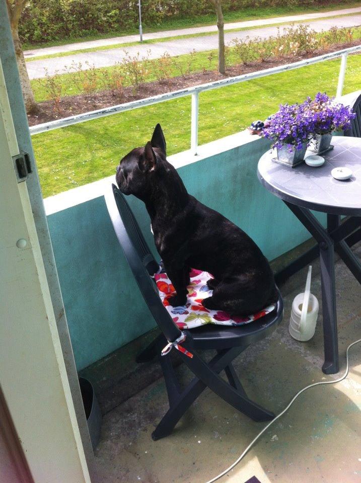 Fransk bulldog Tico billede 6