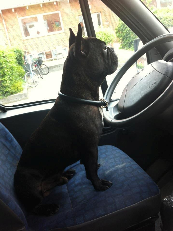 Fransk bulldog Tico billede 8