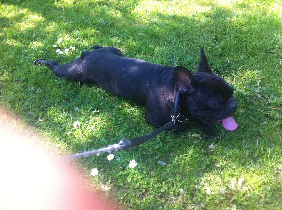 Fransk bulldog Tico billede 9