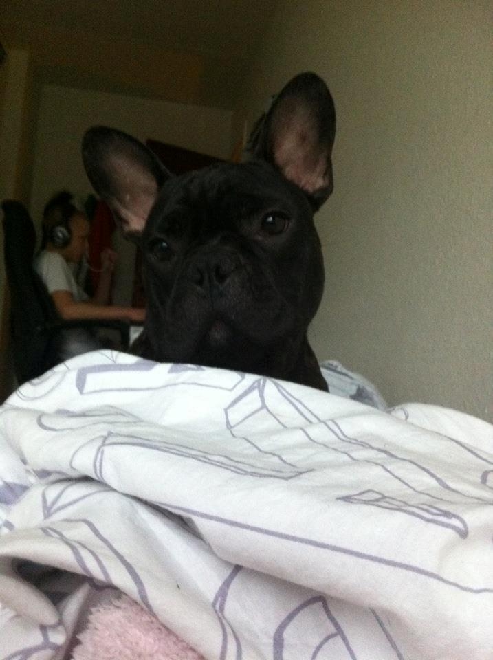 Fransk bulldog Tico billede 10