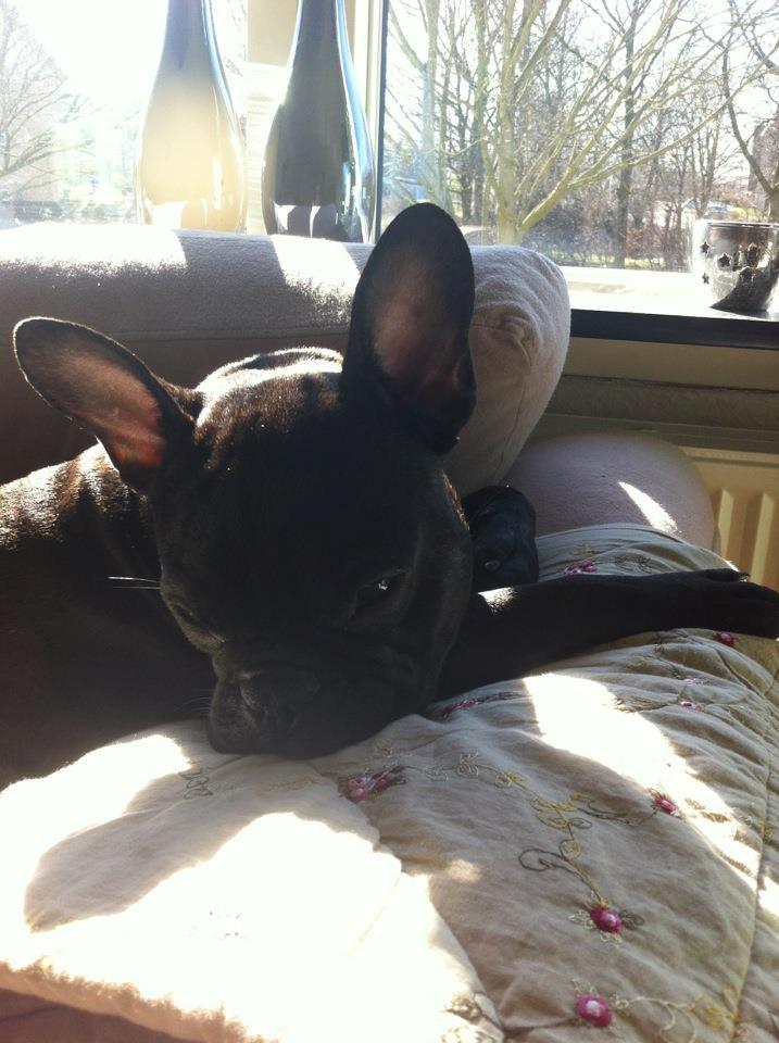 Fransk bulldog Tico billede 11