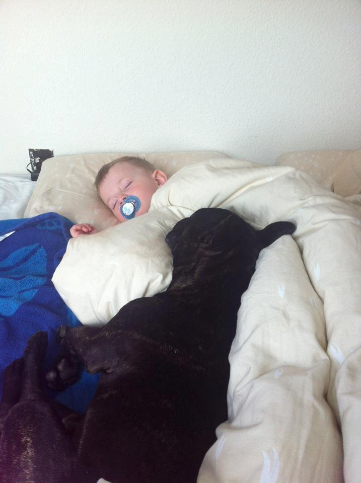 Fransk bulldog Tico billede 12