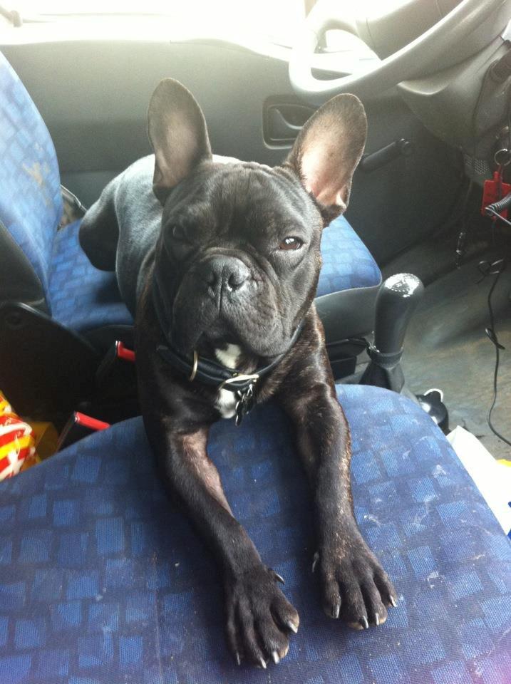 Fransk bulldog Tico billede 13