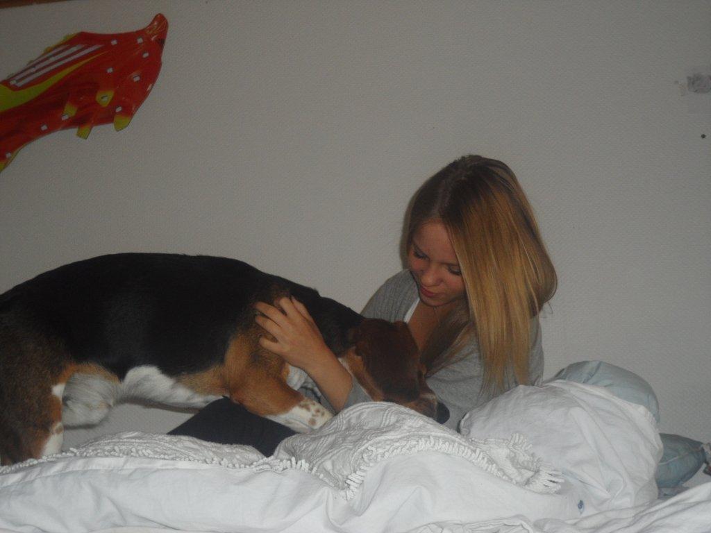 Beagle Leonardo - Såå sød billede 19