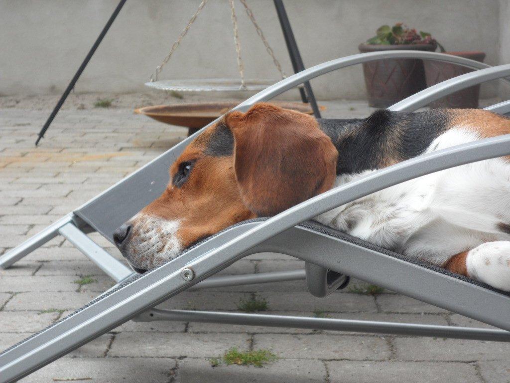 Beagle Leonardo - VI TAR LIGE EN SLAPPER billede 10