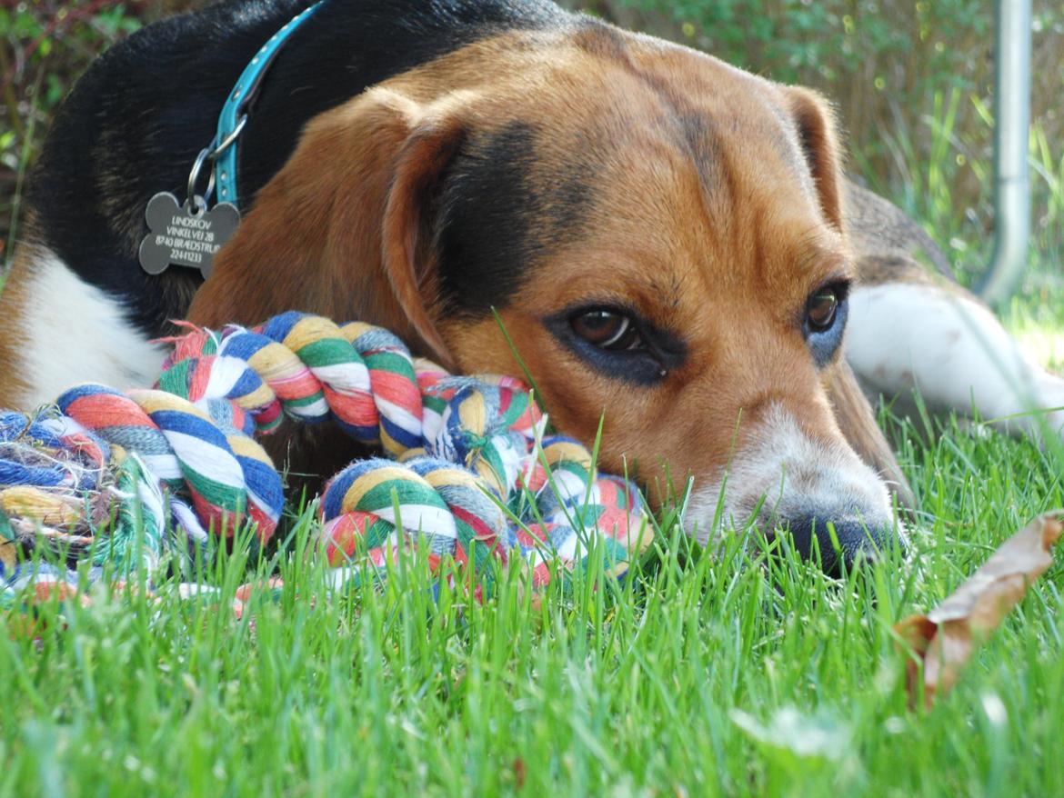 Beagle Leonardo - Min hundekiiiiiiks<3 billede 12