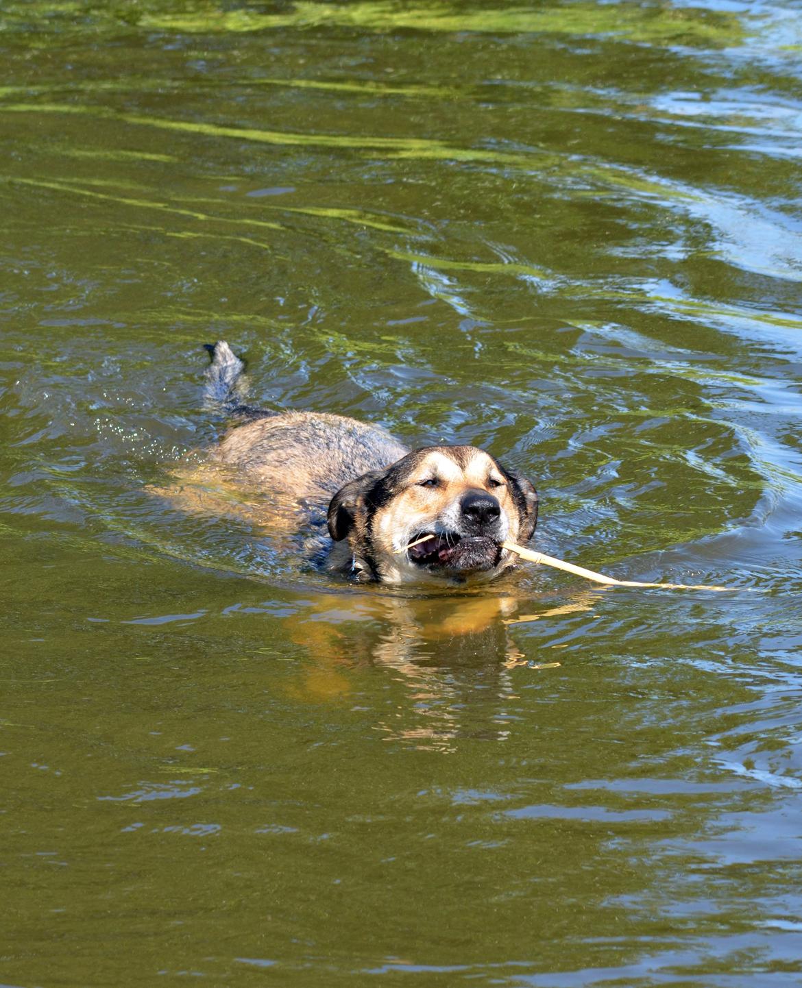 Blanding af racer | Rex *Charmetrolden* - En rigtig vandhund ;-) Foto: Mads Møller billede 4