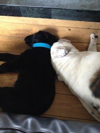 Flat coated retriever Walther billede 2