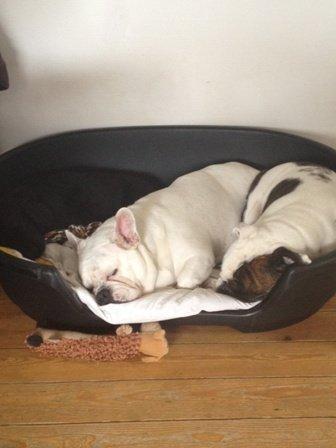 Flat coated retriever Walther billede 3