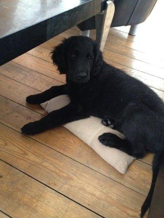 Flat coated retriever Walther billede 4