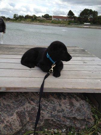 Flat coated retriever Walther billede 5