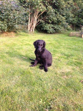 Flat coated retriever Walther billede 6