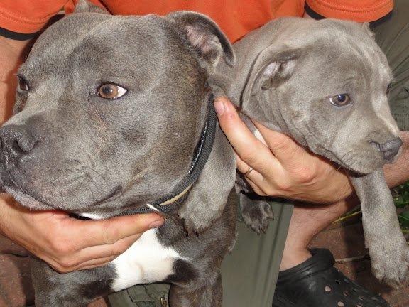 Staffordshire bull terrier Grand Chevy Sama Slodycz - Sammen med Far billede 18