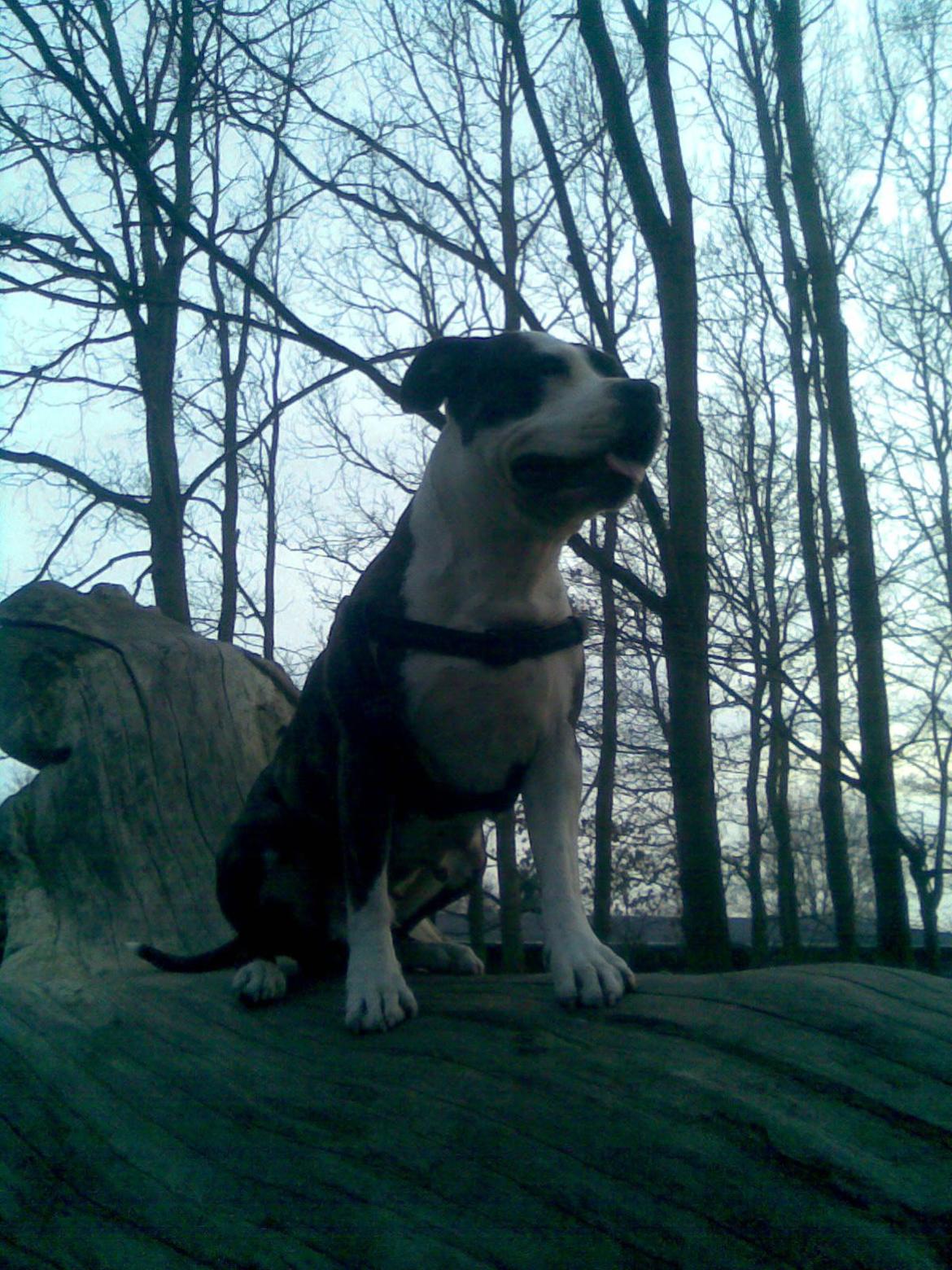 Amerikansk staffordshire terrier fubi billede 11