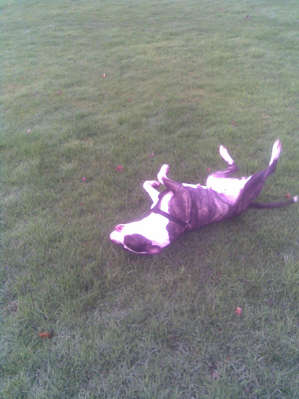 Amerikansk staffordshire terrier fubi billede 13