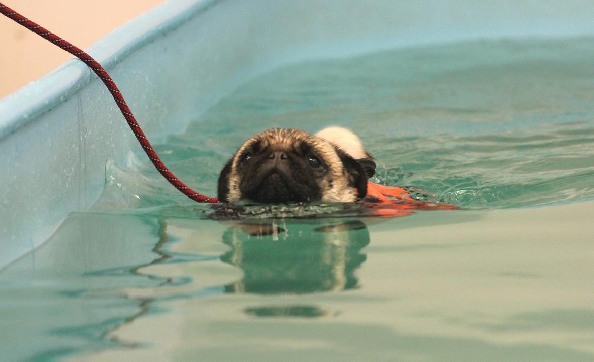 Mops Zoe - Rullepølsen - Zoe´s tur i taastrup hundesvømmehal :) Det var en dejlig oplevelse :) 
 billede 8