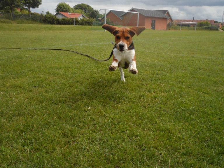 Beagle Leonardo - Lille leo skatten<3 billede 6