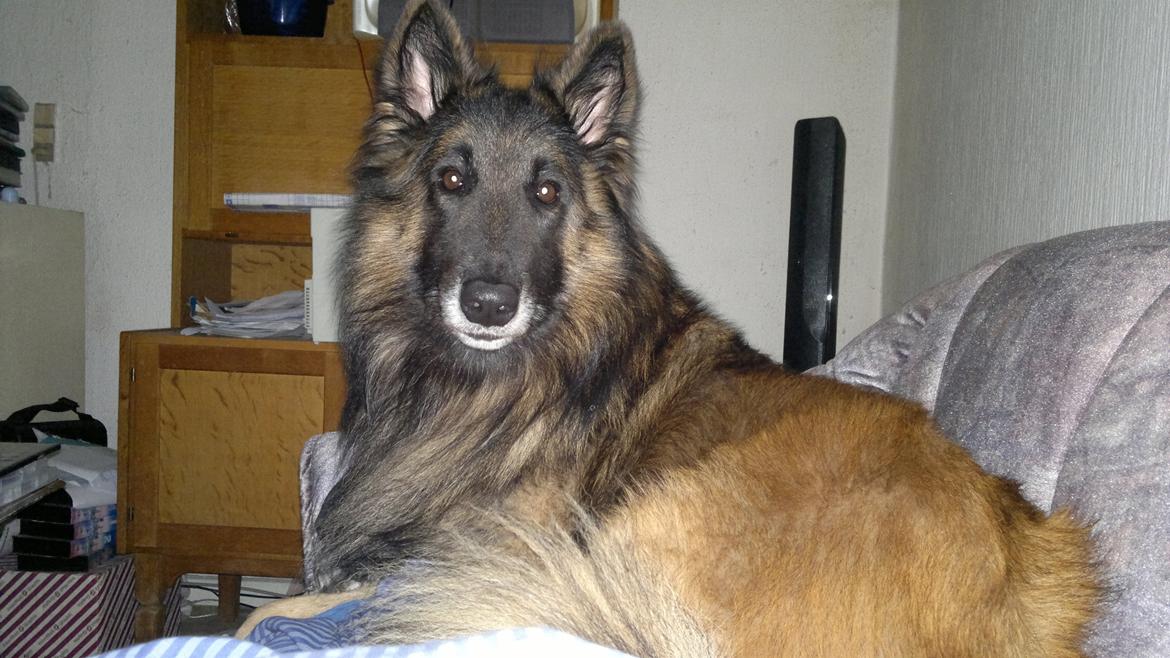 Tervueren Atak billede 8