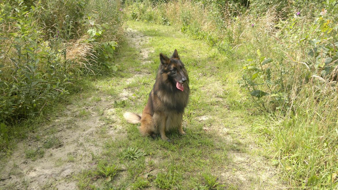 Tervueren Atak billede 9