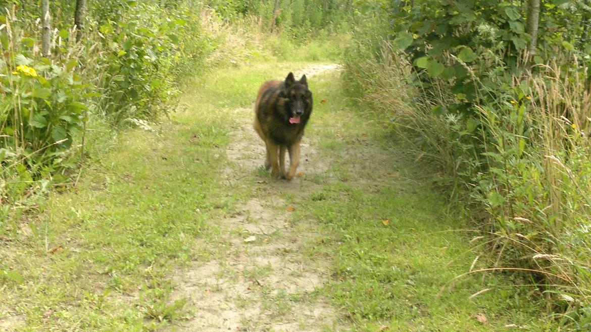 Tervueren Atak billede 11