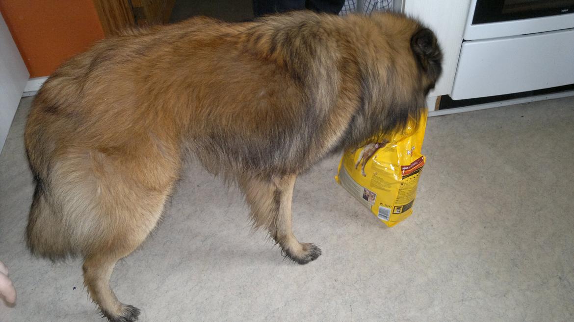 Tervueren Atak billede 12